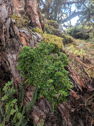 Azorella pedunculata, photograph 4