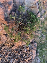 Ericameria obovata