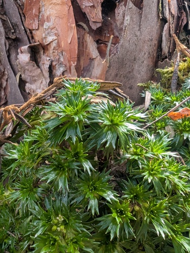 Azorella pedunculata