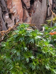 Azorella pedunculata