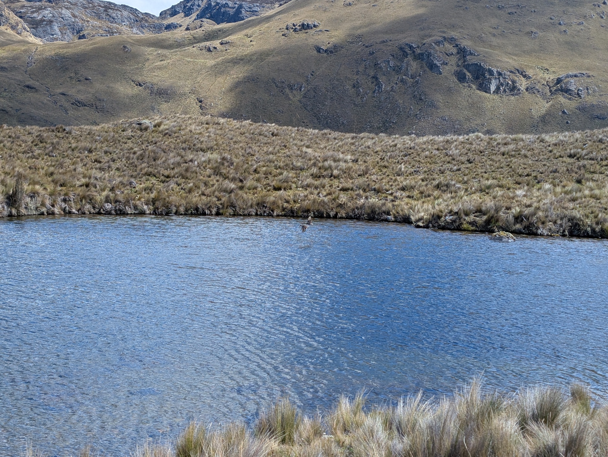 Andean Teal (Anas andium), photo 5