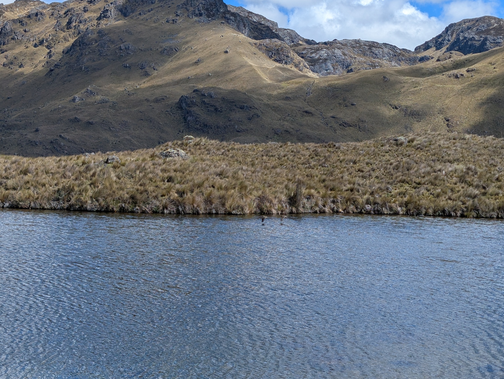 Andean Teal (Anas andium), photo 6