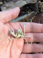 Pyromaia tuberculata