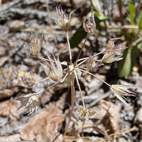 Largeflower onion