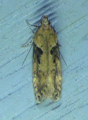 Chionodes mediofuscella