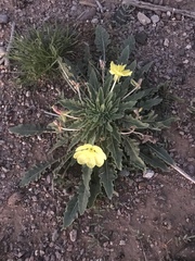 Oenothera primiveris