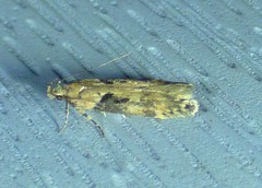 Chionodes mediofuscella