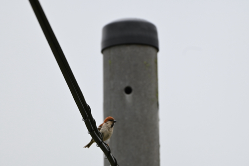 Russet Sparrow
