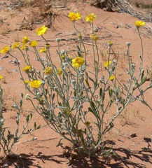 Baileya pleniradiata