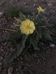 Oenothera primiveris