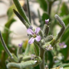 Strigosella africana, photograph (c) Stan Shebs, some rights reserved (CC BY-SA)