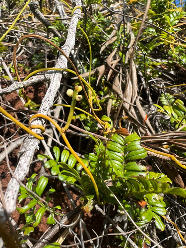 Cassytha filiformis observed 2026-06-25