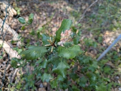 Quercus × ganderi