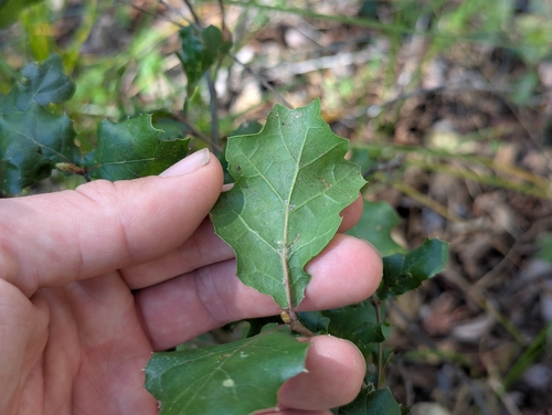 Quercus × ganderi, photograph 1