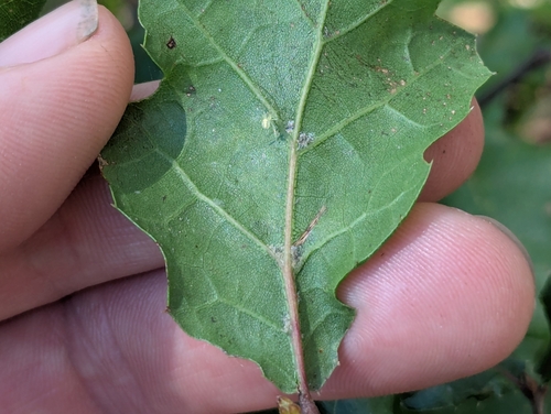 Quercus × ganderi, photograph 2