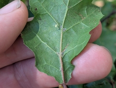 Quercus × ganderi, photograph (c) Alexander Wentworth, some rights reserved (CC BY)