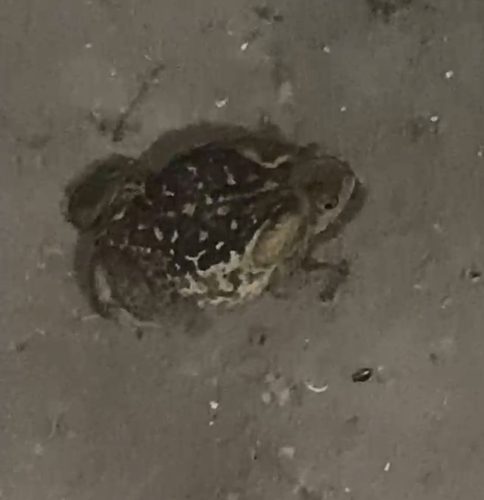 Cururu Toad