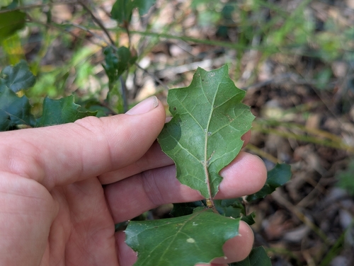 Quercus × ganderi, photograph 3