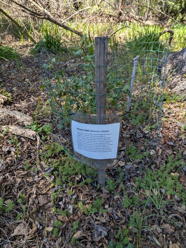 Quercus × ganderi, photograph 4