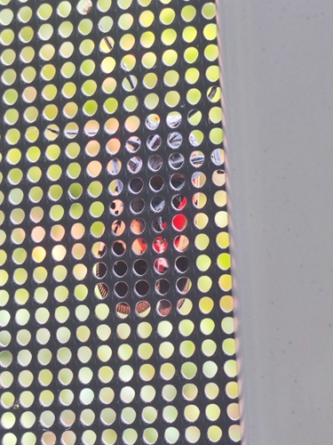 Spotted Lanternfly