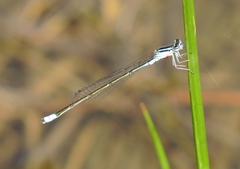 Enallagma divagans