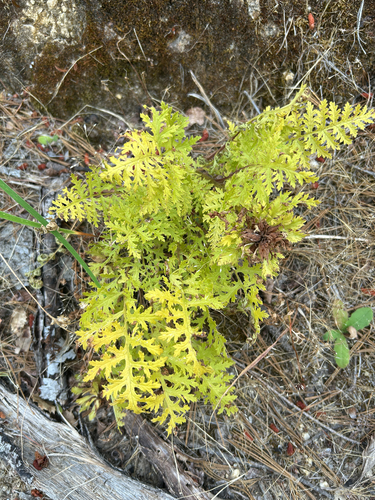 Pedicularis densiflora