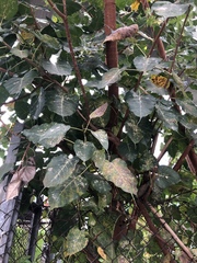 Ficus