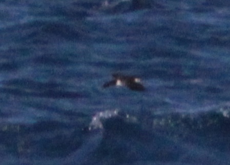 Sargasso Shearwater (Puffinus lherminieri), photo 2