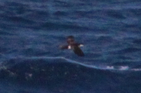 Sargasso Shearwater (Puffinus lherminieri)