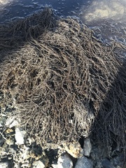 Gracilaria chilensis