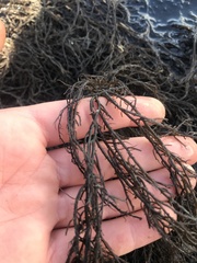 Gracilaria chilensis