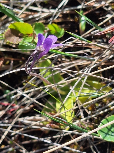 Common Butterwort