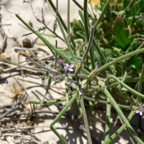 Strigosella africana, photograph 3
