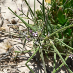Strigosella africana, photograph (c) Stan Shebs, some rights reserved (CC BY-SA)