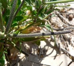 Strigosella africana, photograph (c) Stan Shebs, some rights reserved (CC BY-SA)