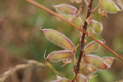 Lupinus albicaulis, photograph (c) Conquest, some rights reserved (CC BY)