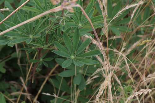 Lupinus albicaulis, photograph 4
