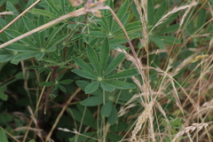 Lupinus albicaulis, photograph (c) Conquest, some rights reserved (CC BY)