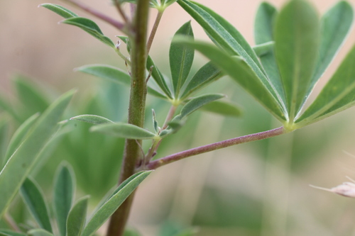 Lupinus albicaulis, photograph 3