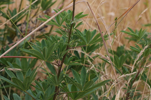 Lupinus albicaulis, photograph 2