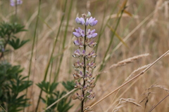 Lupinus albicaulis