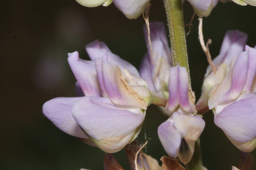 Lupinus albicaulis, photograph 1
