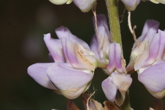 Lupinus albicaulis, photograph (c) Conquest, some rights reserved (CC BY)