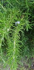 Salvia rosmarinus