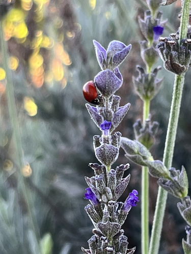 Spotless Lady Beetle