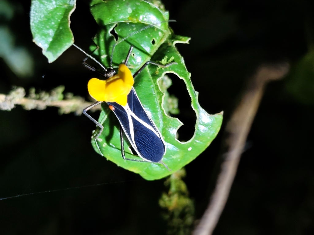 Sundarus volutatorius