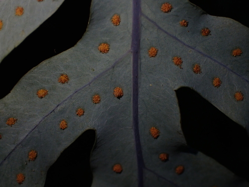 Phlebodium pseudoaureum observed 2026-06-12