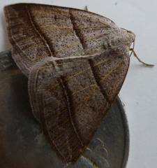 Petrophora subaequaria