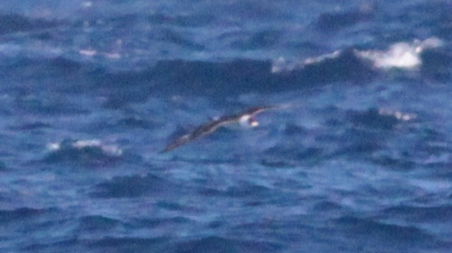Black-capped Petrel (Pterodroma hasitata), photo 3