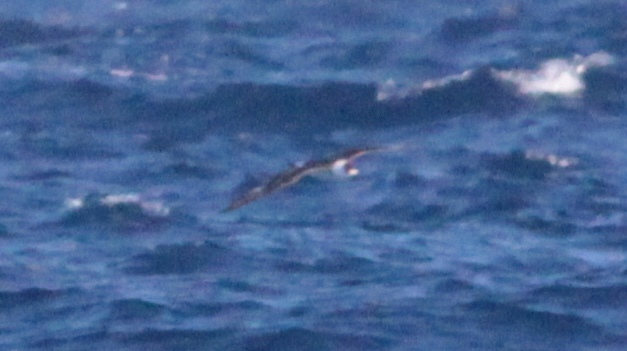 Black-capped Petrel (Pterodroma hasitata), photo 3